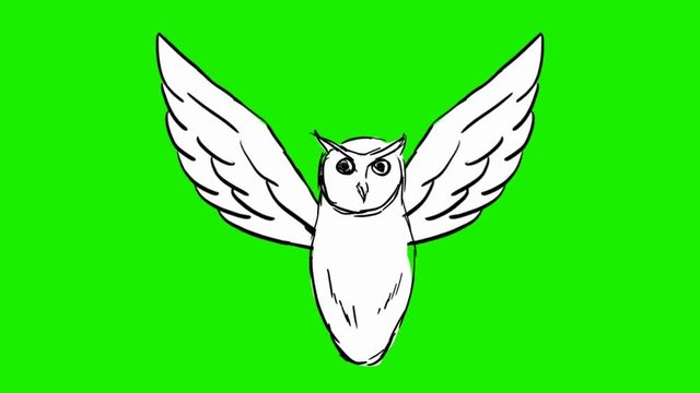 Owl - 2d animated wings - green screen