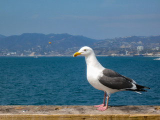 Fototapeta na wymiar A Large white and grey seagul looks out over the ocean in California with the beach and city behind.