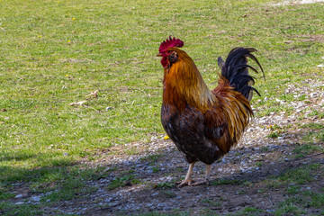 An orange and brown rooster standing proudly.