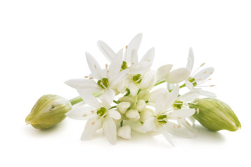 Ramsons flowers