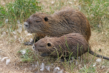 Nutria mit Nachwuchs