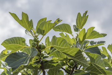 feigenbaum im garten