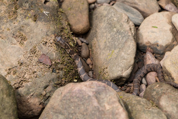 A Brown snake slithers through the stones while basking in the sunlight.