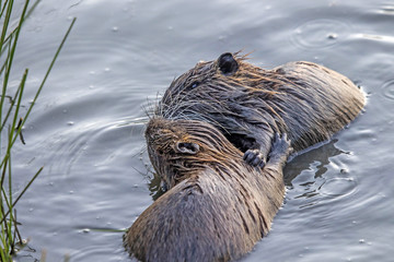 Spielöende Nutria