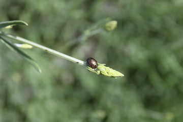 Rosemary beetle