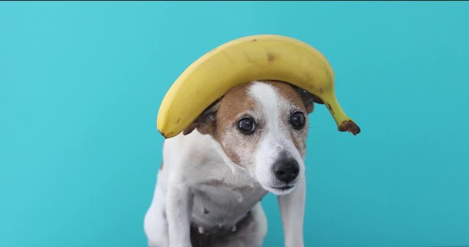 jack russell dog balancing banana on head and a fruit falls at the and isolated on blue background