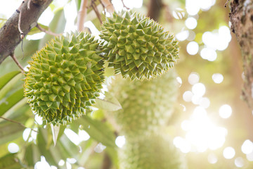 Musang king durian tree close up