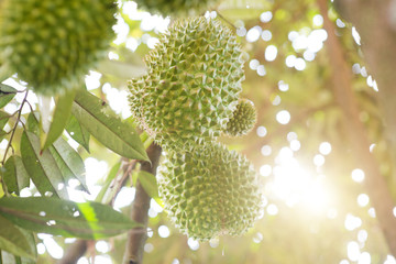 Musang king durian close up