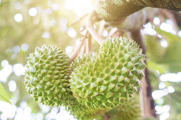 Close up durian tree