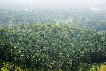 Fototapeta na wymiar Palm oil tree