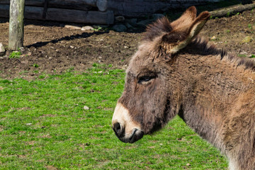A profile of a donkey or mule face with green grass behind.