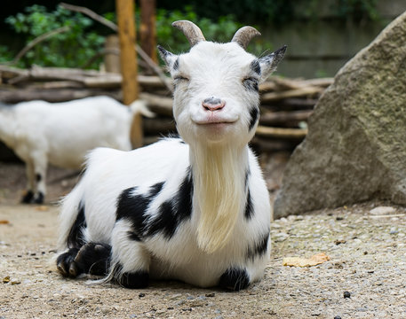 White goat in his loafing shed, Hellabrunn Zoo Munich