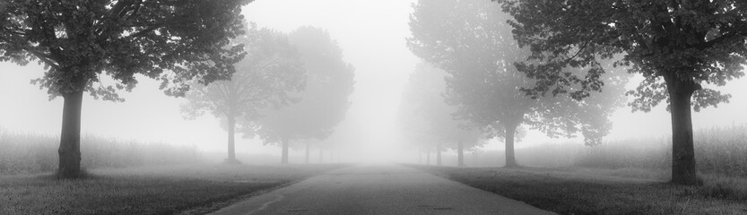 Avenue of Linden Trees shrouded in Fog, black and white