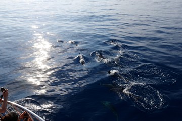 Wild dolphins in Pacific Ocean near Hualien, Taiwan