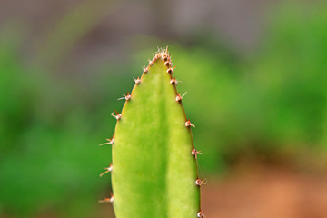 Hylocereus undatus plants closeup on a plantation