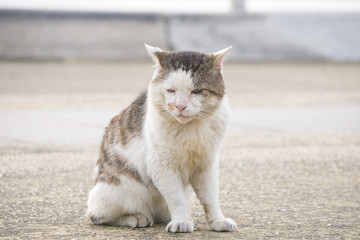 老猫 エジプト座り