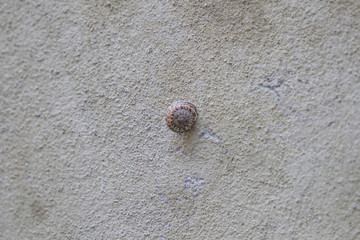 Fototapeta na wymiar Old plastered wall of a building in Tuscany with patina and a snail on it