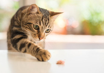 Fototapeta premium Piękny kot koci w domu. Zwierzę domowe.
