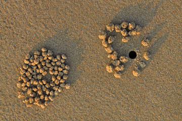 sand ball above crab nest in the wild
