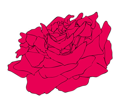 Vector illustration, isolated red rose flower, outline hand painted drawing