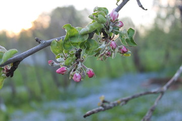 вечер и яблоня