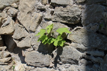 Ivy on wall of Buchlov castle, Czech republic