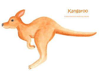 Kangaroo watercolor. Animal of Australia. Isolated illustration on white background.