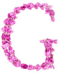 Letter G from alphabet, from flowers of violet, isolated on white background