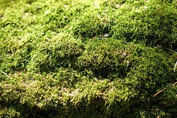 Obraz premium Green natural moss on grunge texture, background. Shallow focus. Filled full frame picture. Show with macro view in forrest