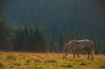 Obraz na płótnie Canvas A horse grazing in a clearing in the mountains. In the background a thick fir forest. 
