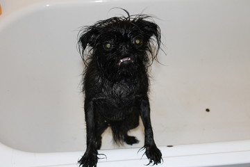 мокрая собака