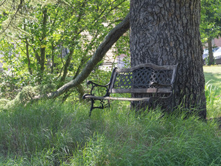 Old bench that leans against an old big tree