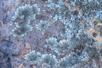 dry moss on the rock in the wild