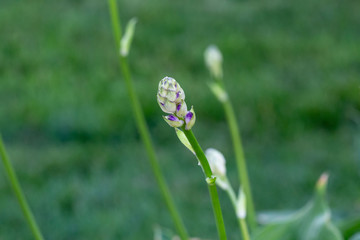 the hostas are getting ready to bloom
