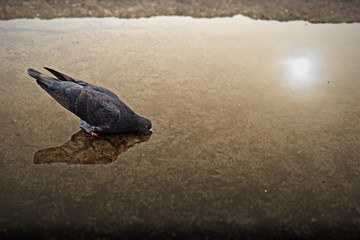 pigeon in a puddle