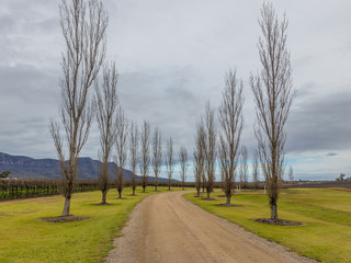 Poplar tree lined driveway