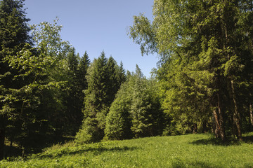 Fototapeta na wymiar Glade in summer forest landscape