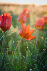 Obraz premium Tulips. Tulipa schrenkii. Chyornye Zemli (Black Lands) Nature Reserve, Kalmykia region, Russia.