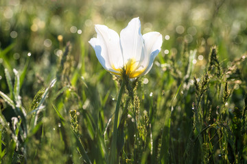 Tulips. Tulipa schrenkii. Chyornye Zemli (Black Lands) Nature Reserve, Kalmykia region, Russia.