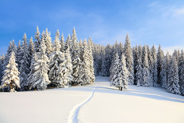 On the lawn covered with snow the nice trees are standing poured with snowflakes in frosty winter day.