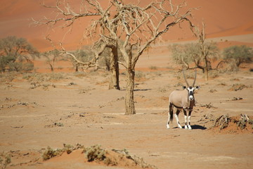 Namibie