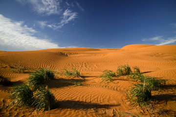 Desert in Kalmykia. Chyornye Zemli (Black Lands) Nature Reserve, Kalmykia region, Russia.