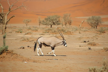 Fototapeta premium Namibie