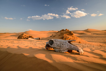 Skull of a horse in the desert. Chyornye Zemli (Black Lands) Nature Reserve, Kalmykia region,...