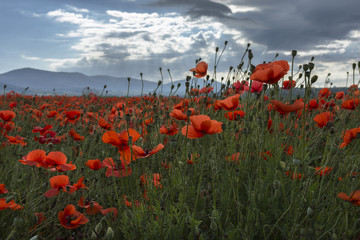 Field of wild poppy flowers on sunset on contre joure. Selective focus. Nature landscape concept