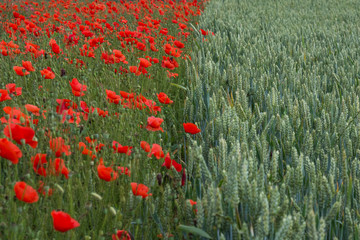 Wild poppy flowers and wheat field. Meadow of wheat and poppy. Selective focus. Shallow depth of field. Agricultural concept