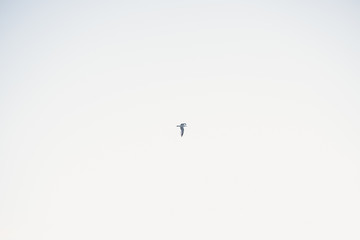 夕日