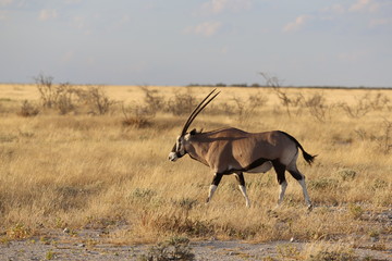 Namibie