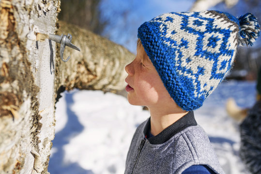 Boy looking at a tree that's been set up for tapping syrup