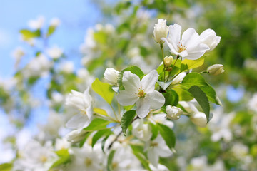 Flowers of an apple tree on a branch